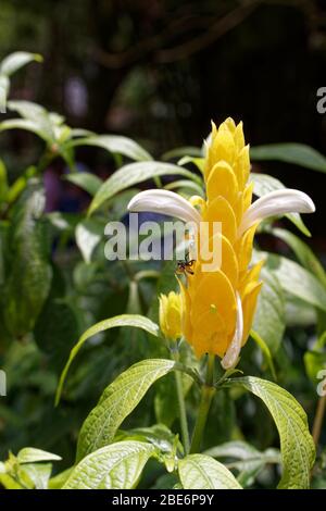 Lollipop plante Pachystachys lutea et les abeilles sans dents meliponines Banque D'Images
