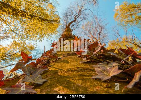 Vue vers le haut dans la forêt en regardant les hauts de l'arbre. Banque D'Images