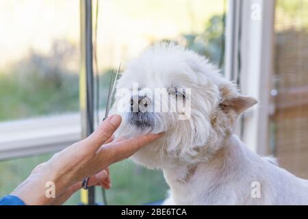L'aine soutient la tête du West Highland White Terrier Banque D'Images