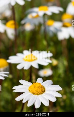 Détail d'un champ avec Dostky dofenouil (Chamaemelum fuscatum), une petite Marguerite blanche qui fleurit en hiver. Photo prise dans une zone rurale du Portugal. Banque D'Images