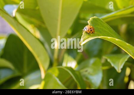 Le coccinelle asiatique est installé dans une plante verte Banque D'Images