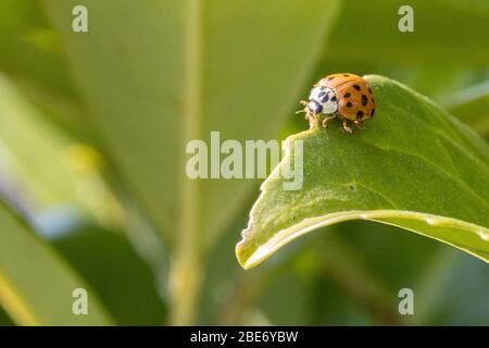 Le coccinelle asiatique est installé dans une plante verte A. Banque D'Images