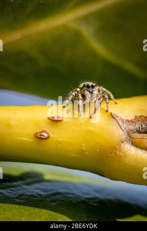 une petite araignée zébrée est assise dans une plante verte et attend la proie Banque D'Images