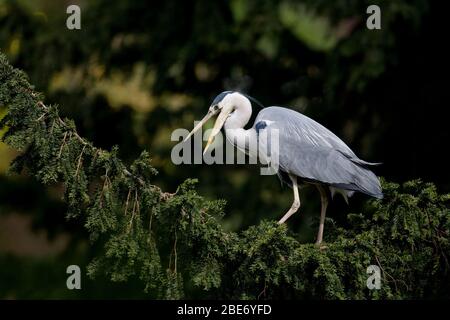 Héron gris, Ardea cinerea, marchant le long d'une grande branche avec son beak ouvert, Cannonhill Park, Birmingham, Royaume-Uni Banque D'Images