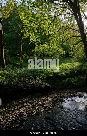 Ruisseau peu profond traversant la forêt anglaise, Worcestershire, Royaume-Uni Banque D'Images