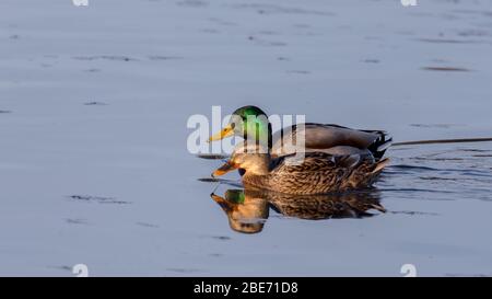 Paire de canards colverts Banque D'Images