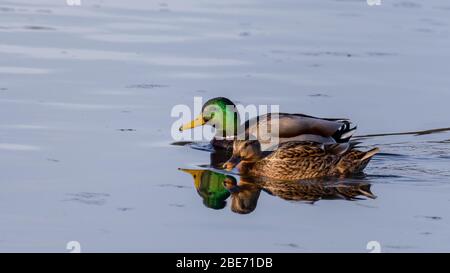 Paire de canards colverts Banque D'Images