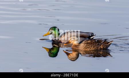 Paire de canards colverts Banque D'Images