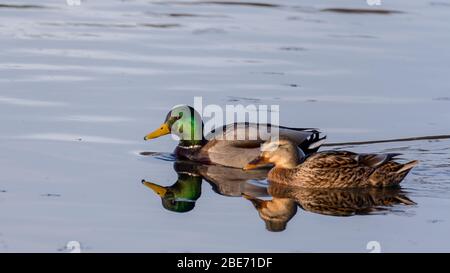 Paire de canards colverts Banque D'Images