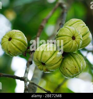 Garcinia gummi-gutta connue sous le nom de Garcinia cambogia ainsi que de brindleberry, Malabar tamarin et pot tamarin, à usage par erreur pour les aliments et les purpos médicinales Banque D'Images