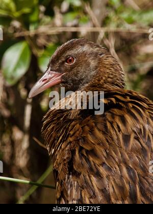 Weka Bird (Galliralus australis) sur l'île d'Ulva, Nouvelle-Zélande Banque D'Images