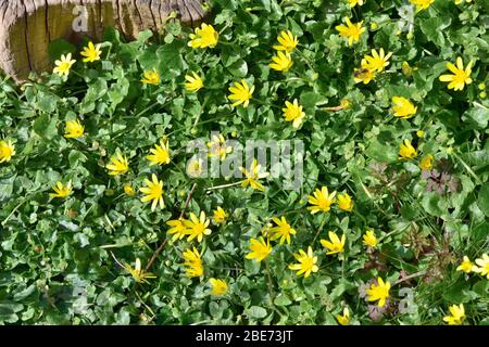 Fleurs sauvages celandines inférieures (Ficaria verna) Banque D'Images