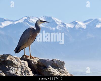 Heron (Egretta novaehollandiae), portrait complet sur fond des montagnes enneigées de Kaikoura Seaward Ranges Banque D'Images