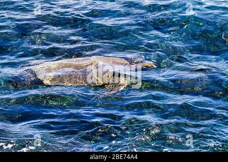 Grande tortue de mer verte qui se simming dans l'océan loin du spectateur. Banque D'Images