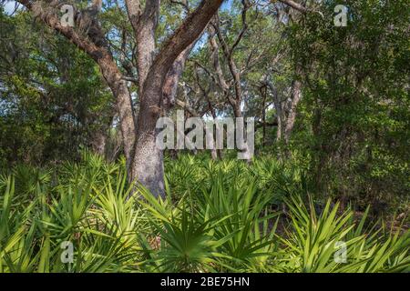 Des chênes et ont vu Palmetto dans le paysage naturel de Floride image tropicale. Réserve de Halpata Tastanaki. Dunnellon, Floride. Comté de Marion, FL zone naturelle Banque D'Images