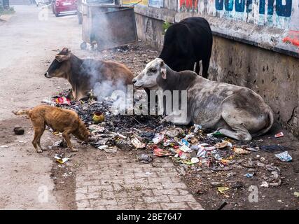 Des vaches et des chiens errants et des déchets brûlants dans des rues sales de Varanasi, en Inde Banque D'Images