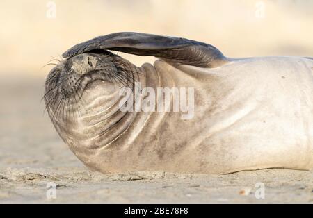 Éléphant Seal pup ombrageant les yeux, Drakes Beach, point Reyes National Seashore, Californie, États-Unis Banque D'Images