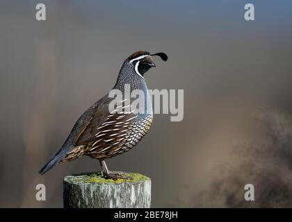 California Valley Quail, point Reyes, National Seashore, Californie, États-Unis Banque D'Images