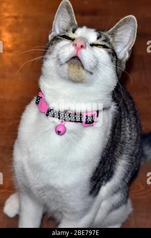 Sourire de chat Banque D'Images