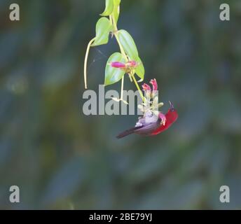Cramoisi sunbird se nourrissant sur le nectar de fleur tropicale Banque D'Images