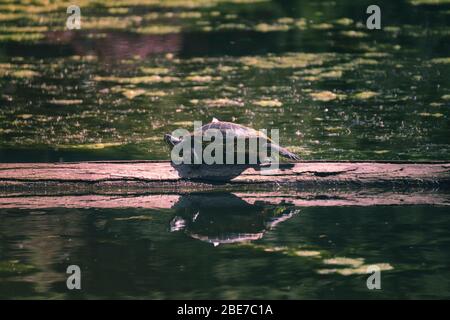 Tortue du lac se rafraîchit sur l'arbre brisé dans le lac Banque D'Images