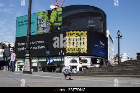 Londres, Royaume-Uni. 11 avril 2020. Un Piccadilly Circus normalement bondé a été vu déserté pendant le verrouillage en raison de la pandémie de virus corona.Boris Johnson, a annoncé des mesures de verrouillage strictes exhortant les gens à rester à la maison. Environ 78 991 cas ont été confirmés infectés par le coronavirus (COVID-19) et 9 875 décès. Le pays est dans sa cinquième semaine de maintien. Le Ministère britannique de la santé a enregistré un total de 84 279 infections et 10 612 décès depuis le début de l'épidémie. Crédit: SOPA Images Limited/Alay Live News Banque D'Images