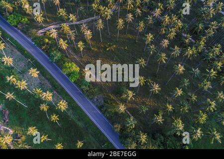 Vue aérienne de la route dans l'industrie agricole de la forêt de noix de coco profonde Banque D'Images