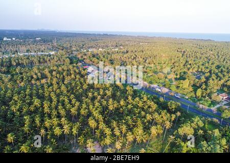 Vue aérienne de la route dans l'industrie agricole de la forêt de noix de coco profonde Banque D'Images