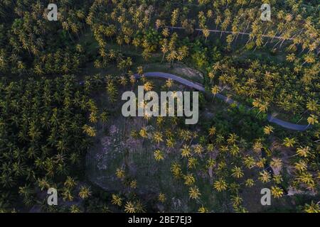 Vue aérienne de la route dans l'industrie agricole de la forêt de noix de coco profonde Banque D'Images