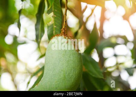 mangue brute suspendue sur arbre avec fond de feuilles dans le verger de jardin de fruits d'été / fourmi rouge sur le manguier Banque D'Images