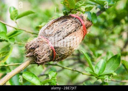 Propagation de la chaux / greffe de plantes d'arbres sur la branche d'arbres de citron dans la ferme agricole biologique Banque D'Images