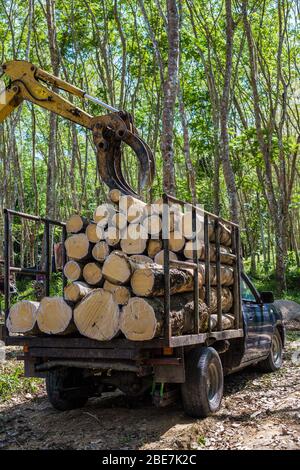 Para caoutchouc bois bois d'arbre bois d'exploitation industriel brut caoutchouc arbre Banque D'Images