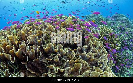 Yellowback Anthias naviguant sur les coraux de Montipora (Acroporidae), Mindanao, Philippines Banque D'Images