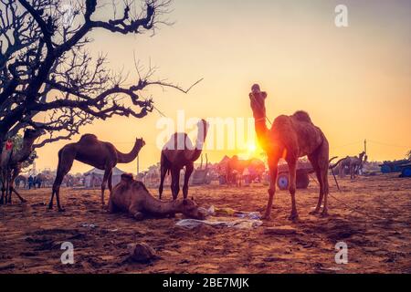 Fête de la foire de chameaux Pushkar mela dans le domaine manger à mâcher au coucher du soleil. Pushkar, Rajasthan, Inde Banque D'Images