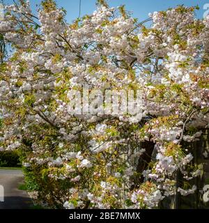 Arbre de fleurs de cerisier japonais (Shimidsu sakura) Banque D'Images