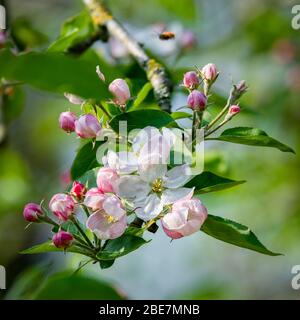 Gros plan rose des Apple Blossom, fleurs et bourgeons Banque D'Images