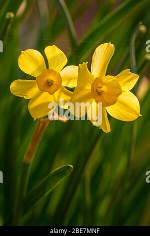 Jonquilles jaunes fleuries en pot Banque D'Images