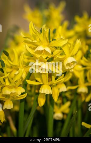 Jonquilles jaunes fleuries en pot Banque D'Images