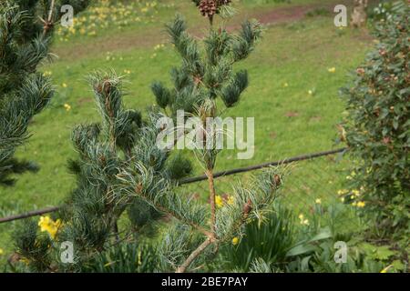 Printemps Foliage et Brown Cones d'un arbre japonais Dwarf de pin blanc (Pinus parviflora 'Bonnie Bergman') qui grandit dans un jardin dans le Devon rural, Angleterre, Royaume-Uni Banque D'Images