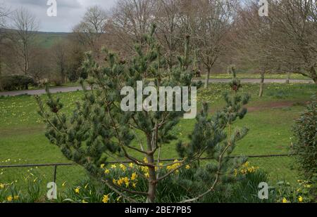 Printemps Foliage et Brown Cones d'un arbre japonais Dwarf de pin blanc (Pinus parviflora 'Bonnie Bergman') qui grandit dans un jardin dans le Devon rural, Angleterre, Royaume-Uni Banque D'Images