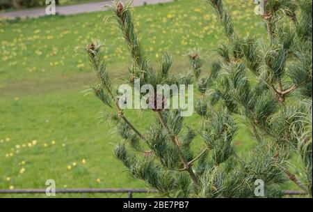 Printemps Foliage et Brown Cones d'un arbre japonais Dwarf de pin blanc (Pinus parviflora 'Bonnie Bergman') qui grandit dans un jardin dans le Devon rural, Angleterre, Royaume-Uni Banque D'Images