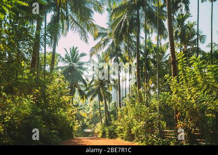 Goa, Inde. Vue sur la route entourée de palmiers dans Sunny Day. Banque D'Images