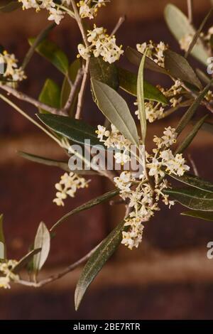 Fleurs de l'arbre olive Olea europea 10350 Banque D'Images