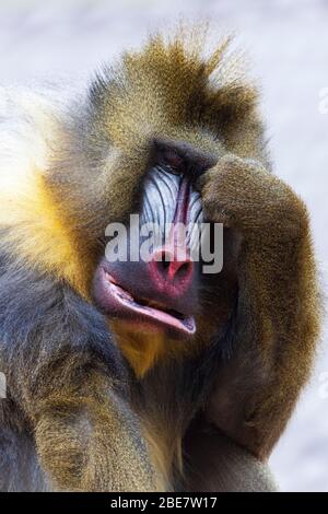 Perceuse (Mandralus leucophaeus), portrait, homme, captive, Allemagne Banque D'Images