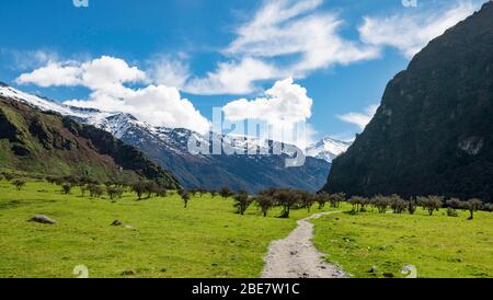 Sentier de randonnée jusqu'au glacier Rob Roy, montagnes enneigées à l'arrière, parc national du Mont Aspiring, Otago, île du Sud, Nouvelle-Zélande Banque D'Images