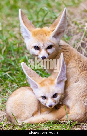 Fennec renards (Vulpes zerda), deux jeunes animaux, captive, l'occurrence de l'Afrique du Nord Banque D'Images