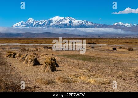 Aymaran Country avec la Cordillera Real et ses 6 000 m de pics, Peninsula Huata, Département la Paz, Bolivie, Amérique latine Banque D'Images