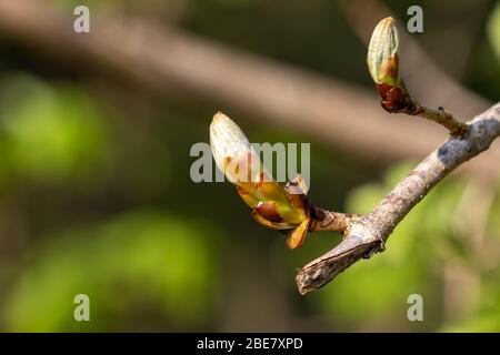 Bourgeons collants du Chesnut du cheval qui éclate dans la feuille Banque D'Images