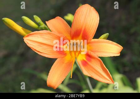 Orange Lily en Thaïlande Banque D'Images