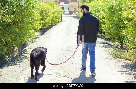 Une nouvelle tentative de récupération du chocolat au Labrador après la propagation du coronavirus ou du COVID-19 en Espagne. Banque D'Images